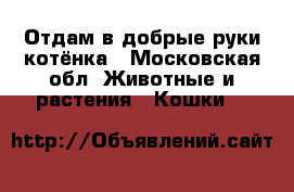 Отдам в добрые руки котёнка - Московская обл. Животные и растения » Кошки   